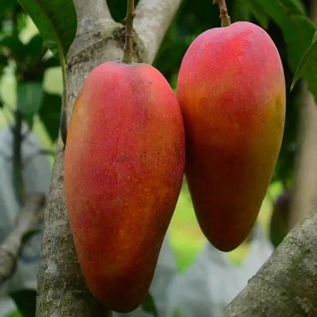 Mango Xi Shi 11 Shi Variety Grafted Aam Fruit Plants & Tree(1.5-3 Feet Size) - Tapobon