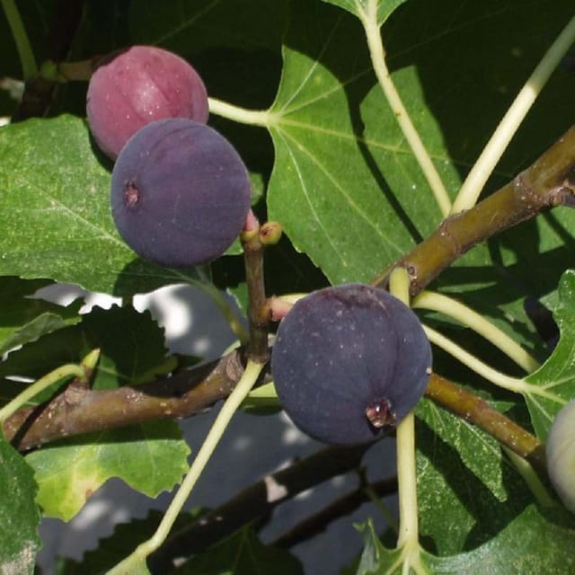 Anjeer Black Mission Variety Fig Fruit (Air Layering/Grafted) Plants & Tree(1-2 Feet Size) - Tapobon