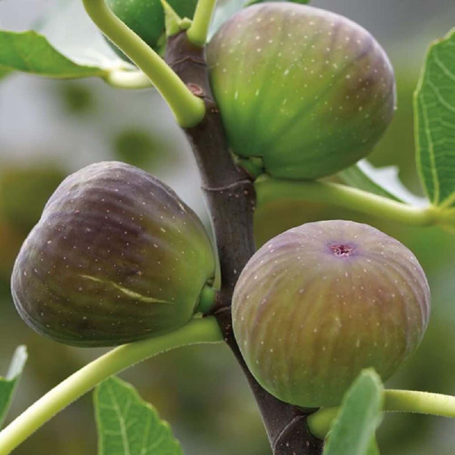 Anjeer Poona Variety Fig Fruit (Air Layering/Grafted) Plants & Tree(1-2 Feet Size) - Tapobon