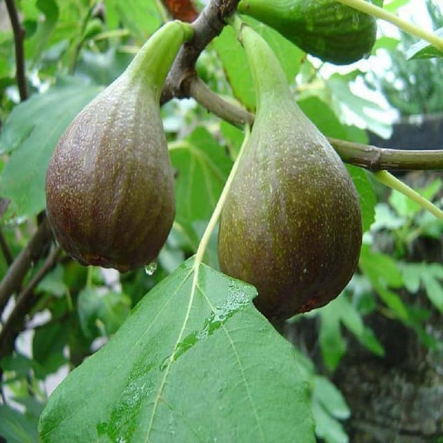 Anjeer Big Leaf Variety Fig Fruit (Air Layering/Grafted) Plants & Tree(1-2 Feet Size) - Tapobon