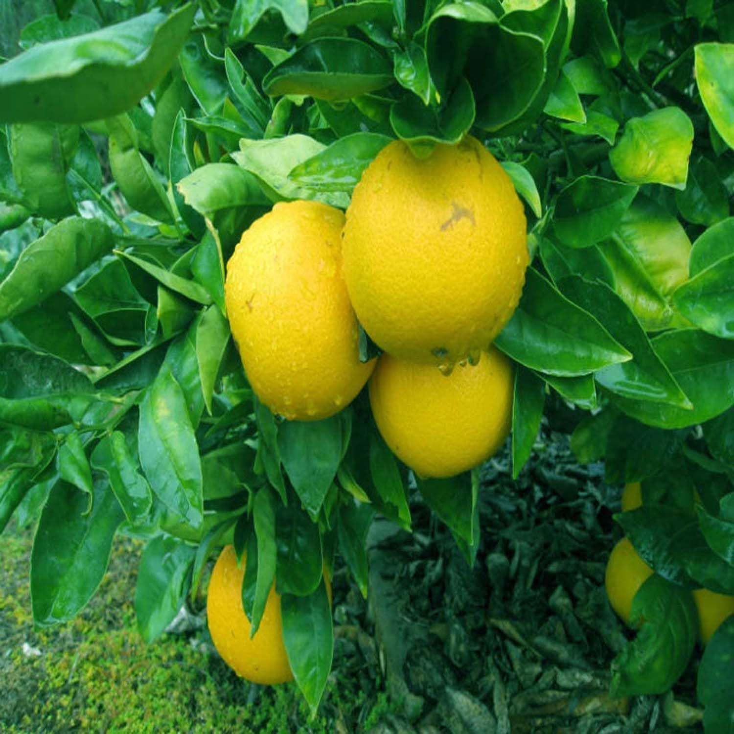 Misoriyo Malta Mosambi All Time Variety Grafted Fruit Plants & Tree(1-2 Feet Size) - Tapobon