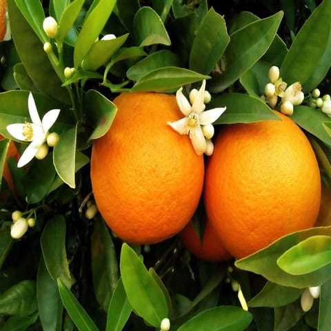 Mosami Tree Grafted Malta Mosambi Sweet Lime Plant | 1-2 ft