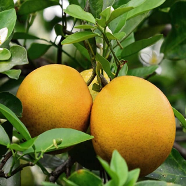 Vietnam Malta Mosambi All Time Variety Grafted Fruit Plants & Tree(1-2 Feet Size) - Tapobon