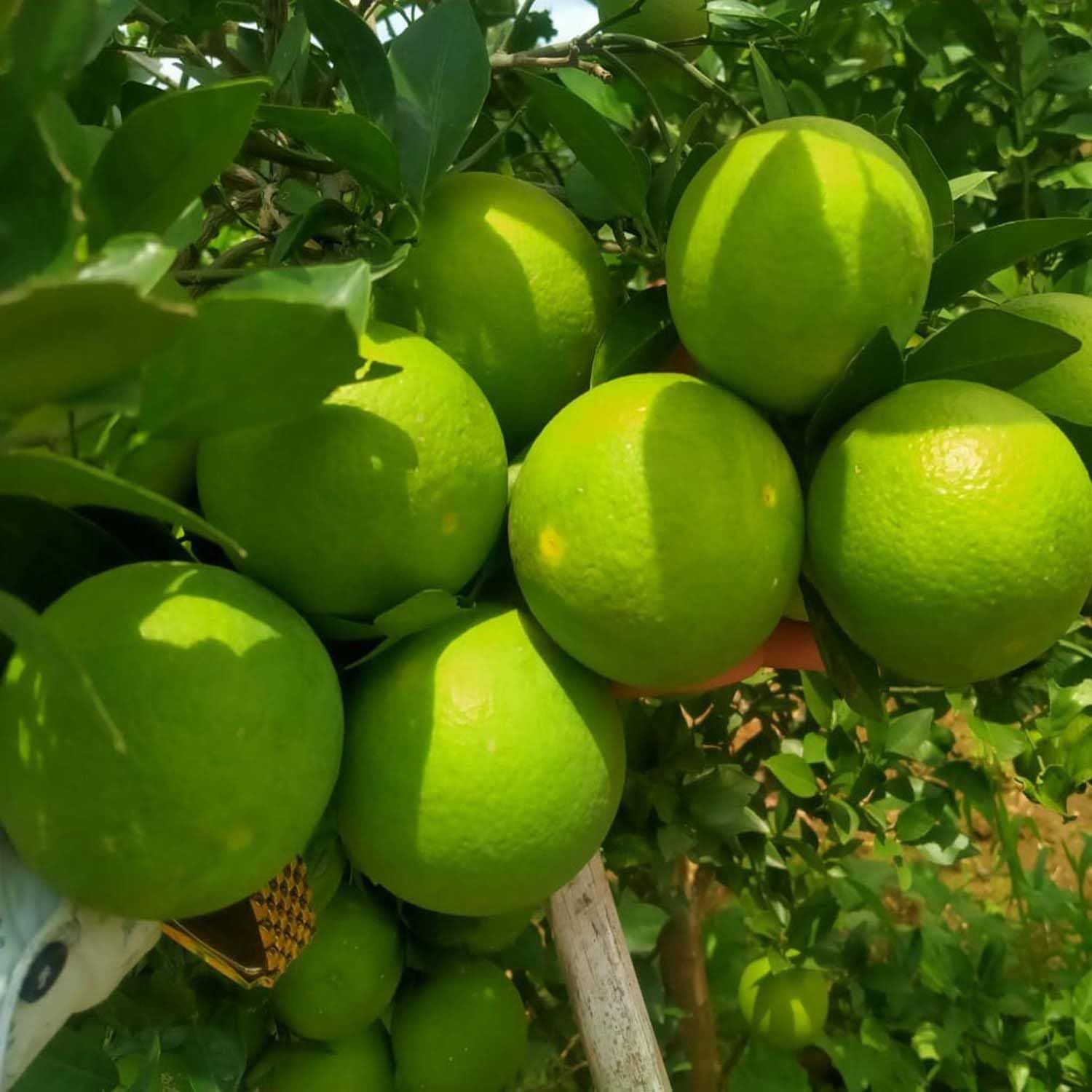 Sathgudi Mosambi Variety Grafted Fruit Plants & Tree(1-2 Feet Size) - Tapobon