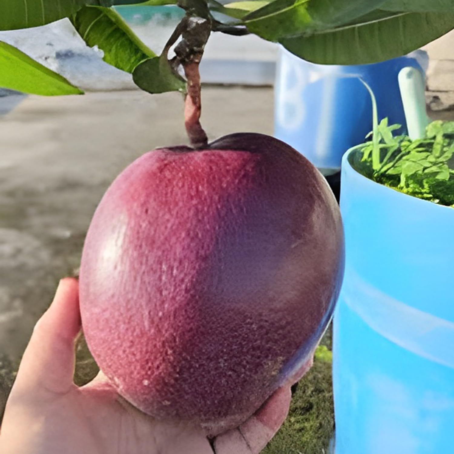 Mango Hong zhu Variety Grafted Aam Fruit Plants & Tree(1.5-3 Feet Size) - Tapobon