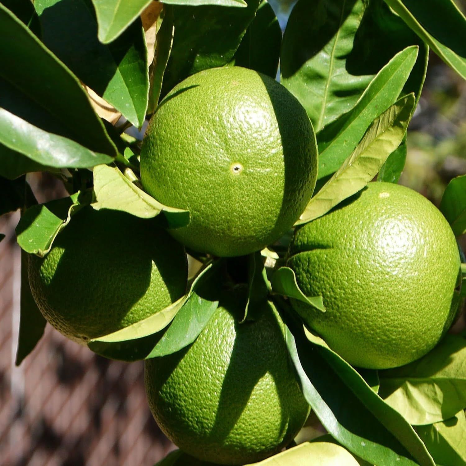 Jalna Sweet Mosambi Variety Grafted Fruit Plants & Tree(1-2 Feet Size) - Tapobon