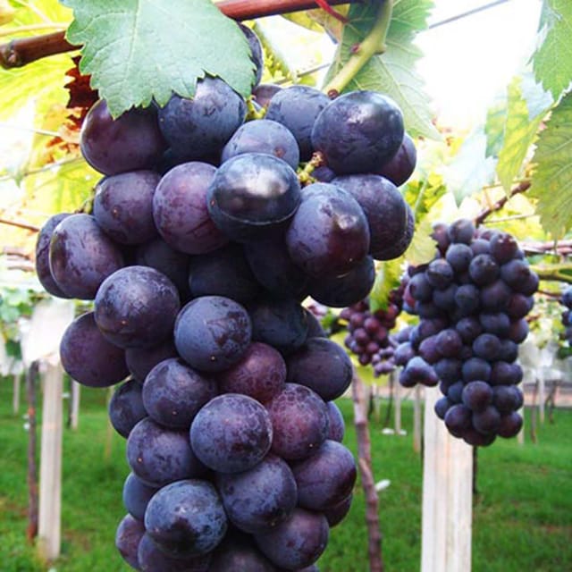 Grapes Black Variety Angoor Fruit (Air Layering/Grafted) Plants & Tree - Tapobon