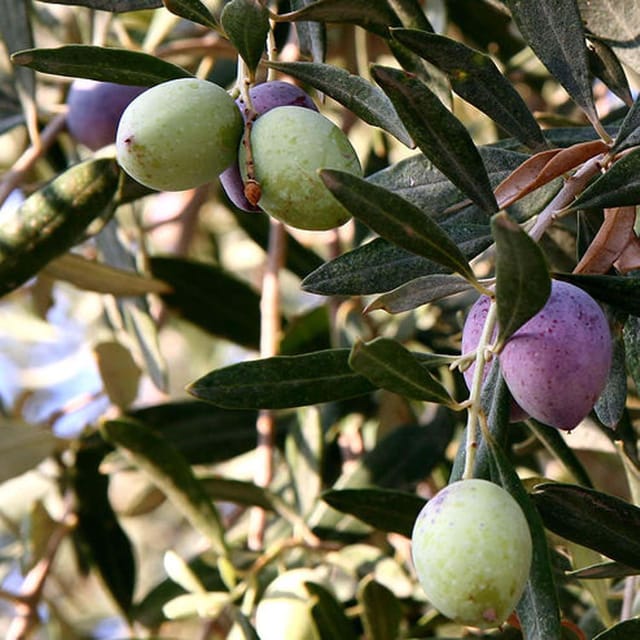 Olive Jaitun Fruit (Air Layering/Grafted) Plants & Tree(1.5-3 Feet Size) - Tapobon