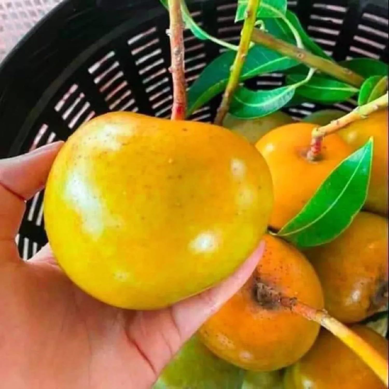 Mango Gold Persimmon Variety Grafted Aam Fruit Plants & Tree(1.5-3 Feet Size) - Tapobon
