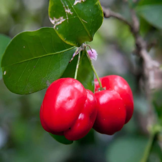 Barbados Cherry Apple Cherries Variety Fruit (Air Layering/Grafted) Plants & Tree(1-2 Feet Size) - Tapobon