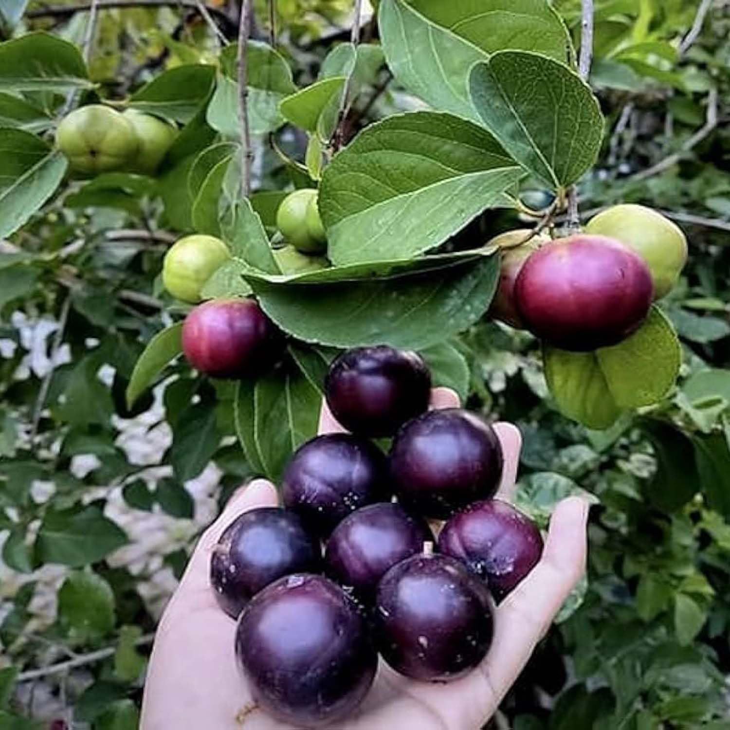 Manila Tennis Ball Cherry Cherries Variety Fruit (Air Layering/Grafted) Plants & Tree(1-2 Feet Size) - Tapobon