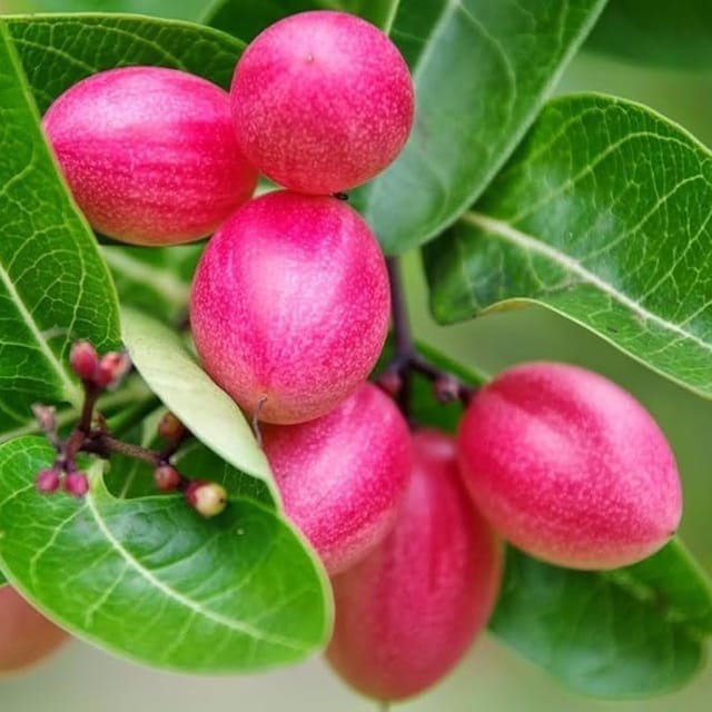 Karonda Carissa Carandas Cherry Cherries Variety Fruit (Air Layering/Grafted) Plants & Tree(1-2 Feet Size) - Tapobon