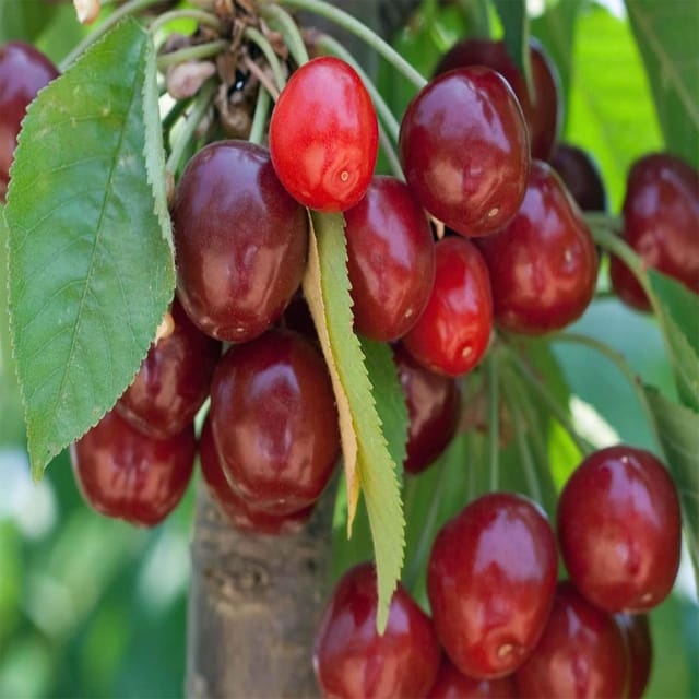 Apple Cherry original Variety Fruit Grafted Plants & Tree(1.5-3 Feet Size) - Tapobon