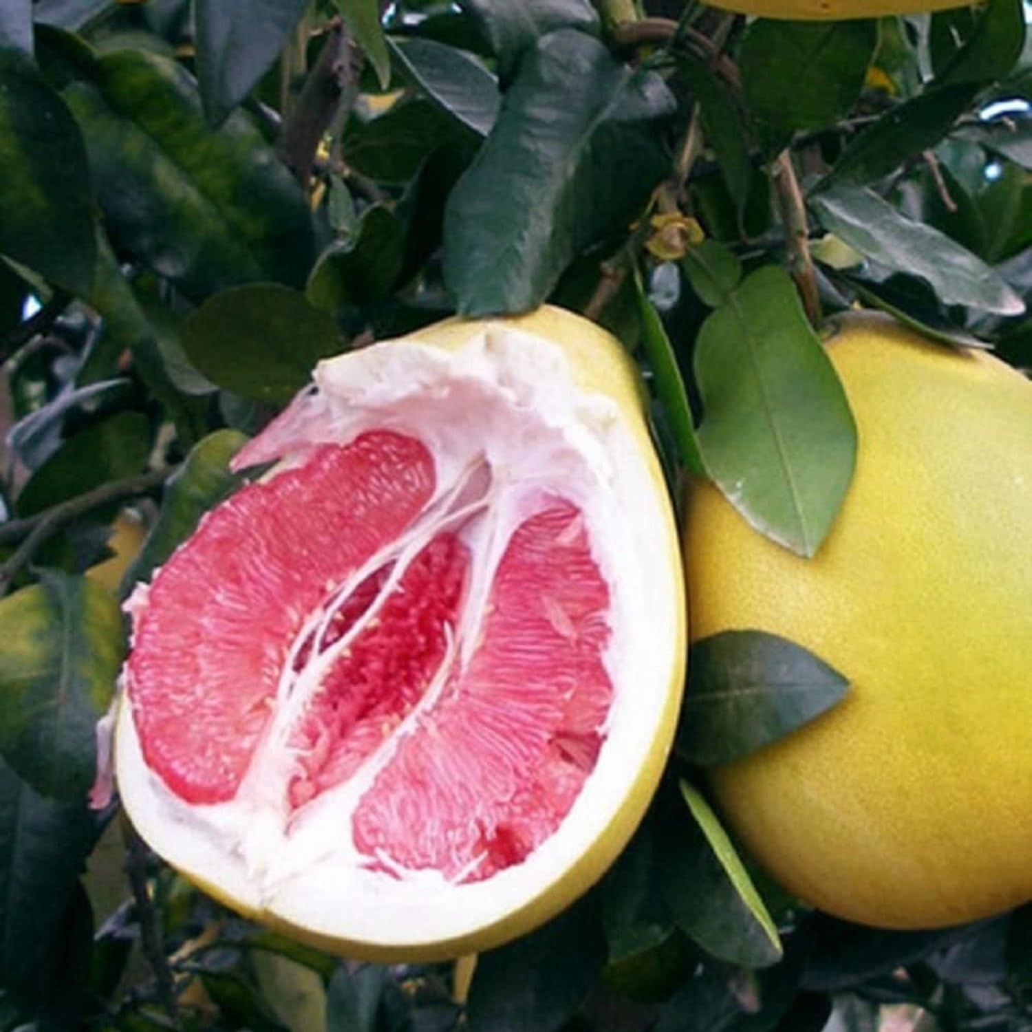 Seedless Pomelo Grapefruit Jambura Gaint Chakotra Batabi Lebu kambili Naranga Fruit (Air Layering/Grafted) Plants & Tree(1.5-3 Feet Size) - Tapobon