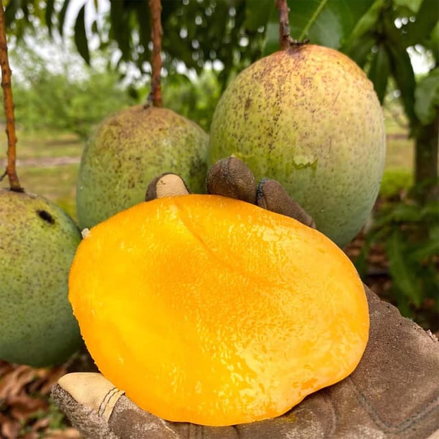Mango Coconut Cream Variety Grafted Aam Fruit Plants & Tree(1.5-3 Feet Size) - Tapobon