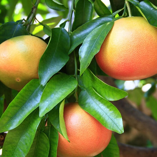 Star Ruby Grapefruit Variety Grafted Fruit Plants & Tree(1.5-3 Feet Size) - Tapobon