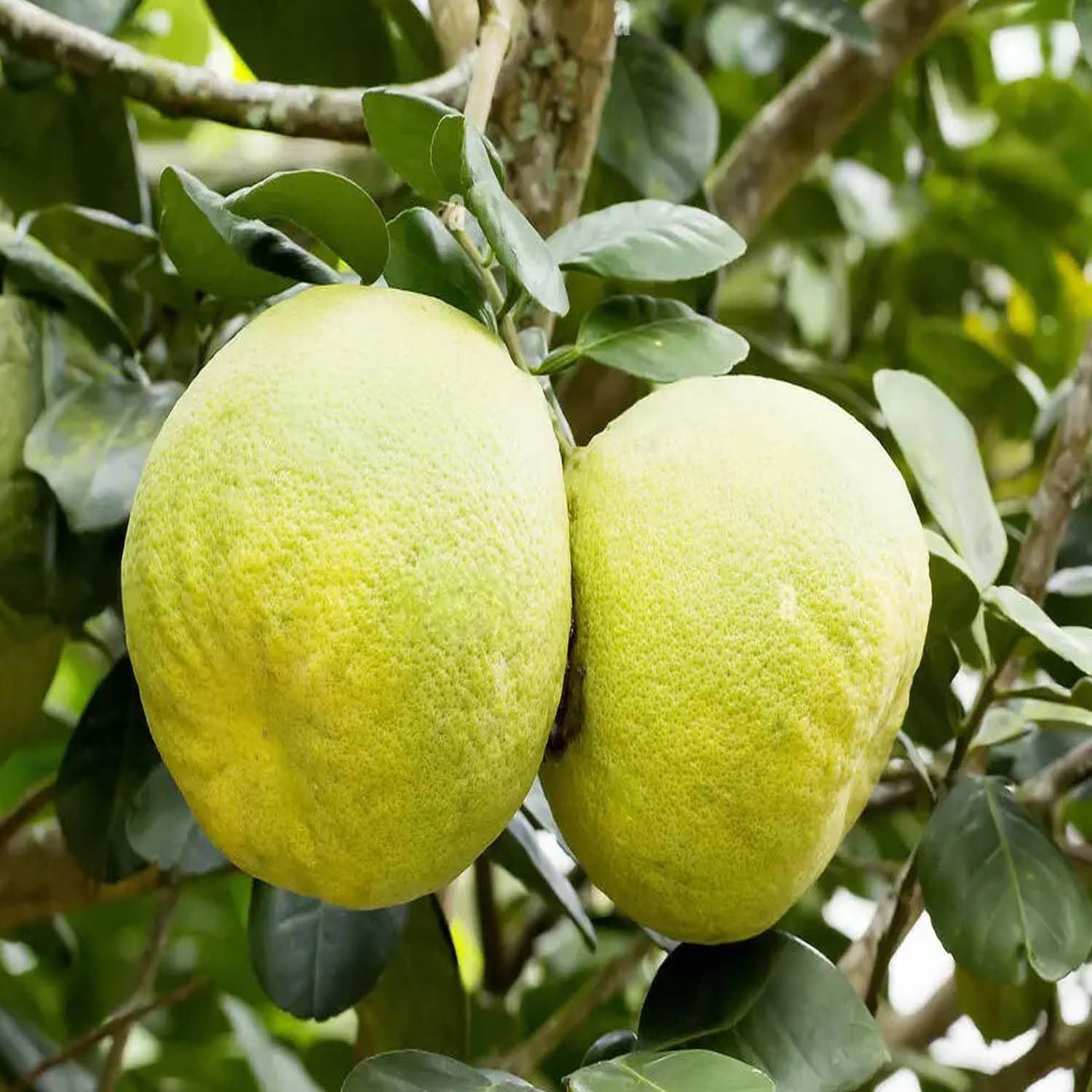 Assembly Pomelo Grapefruit Jambura Gaint Chakotra Batabi Lebu kambili Naranga Fruit (Air Layering/Grafted) Plants & Tree(1.5-3 Feet Size) - Tapobon