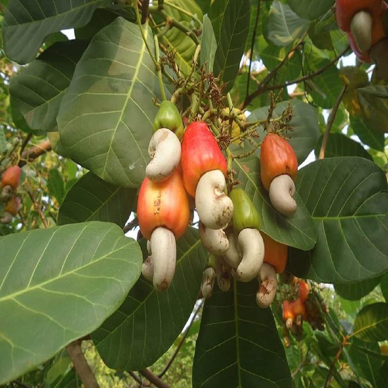 Cashew VRI 3 Grafted Variety Nut Kaju Fruit Plants & Tree(1.5-3 Feet Size) - Tapobon