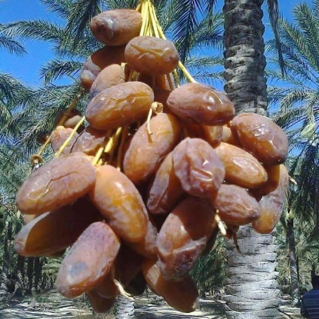 Dates Palm Amber Anbara Khurma Khajoor Arabian Variety Dwarf Fruit Plants & Tree(1.5-3 Feet Size) - Tapobon