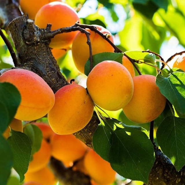 Apricot Variety Fruit (Air Layering/Grafted) Plants & Tree(1.5-3 Feet Size) - Tapobon