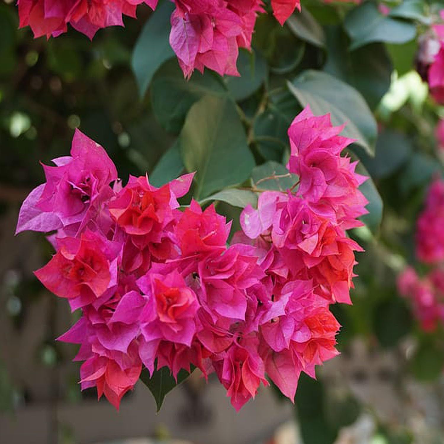 Pink Colour Bougainvillea Kagoj Ful Shrubs Flower Plants & Tree(1-2 Feet Size) - Tapobon