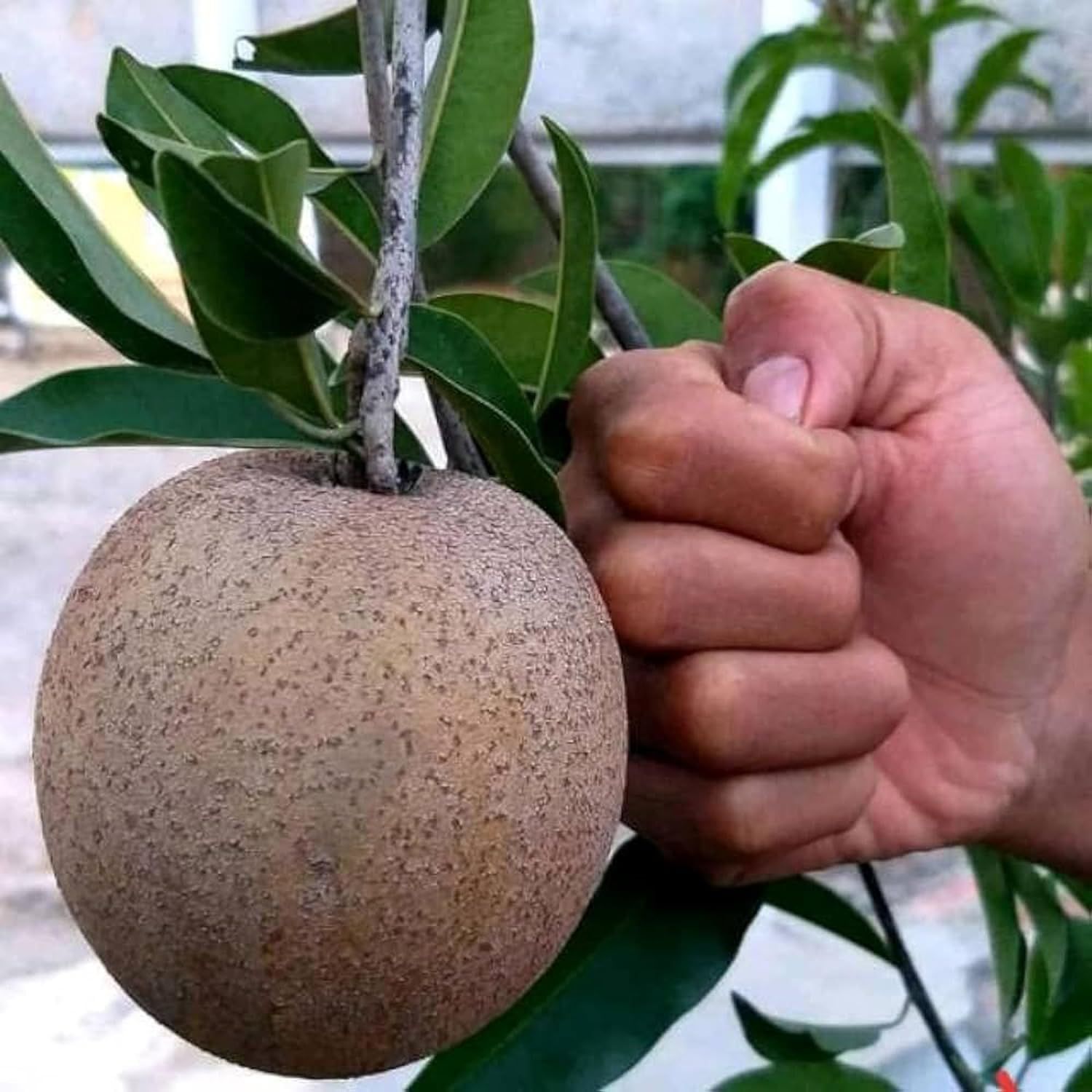 Chikoo Jambo Sapota variety Grafted Fruit Plants & Tree(1.5-3 Feet Size) - Tapobon