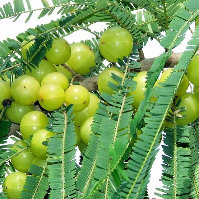 Gooseberries Sweet Banaras Amla Variety Amlaki Fruit Grafted Plants & Tree(1.5-3 Feet Size) - Tapobon