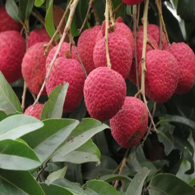 Litchi Muzaffarpur Shahi Variety Lychee Fruit (Air Layering/Grafted) Plants & Tree(1-2 Feet Size) - Tapobon