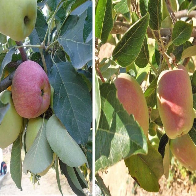 Combo Apple Seb Hariman 99 & Red Anna Low Chill Variety Grafted Seb Fruit Plants & Tree(1.5-3 Feet Size) (Pack of 2) - Tapobon