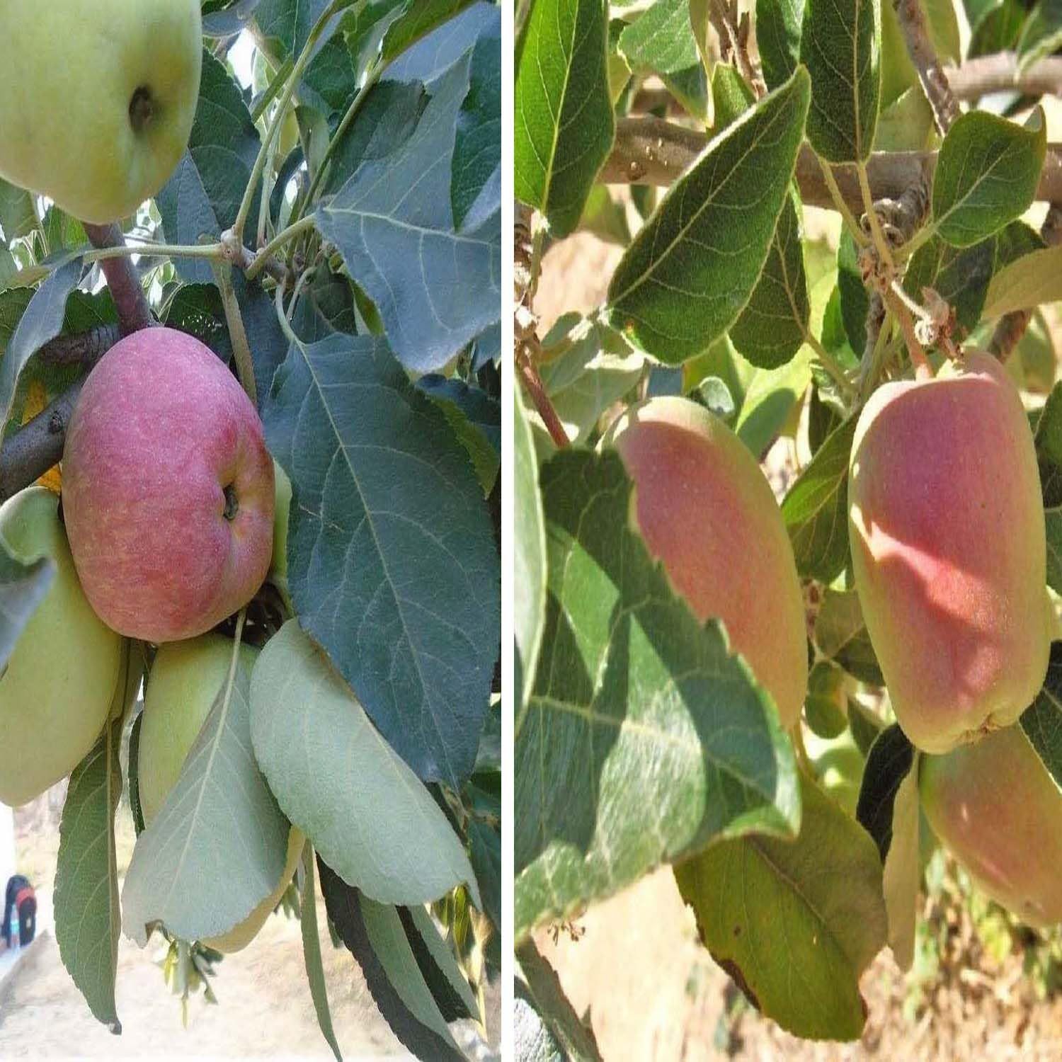 Combo Apple Seb Hariman 99 & Red Anna Low Chill Variety Grafted Seb Fruit Plants & Tree(1.5-3 Feet Size) (Pack of 2) - Tapobon