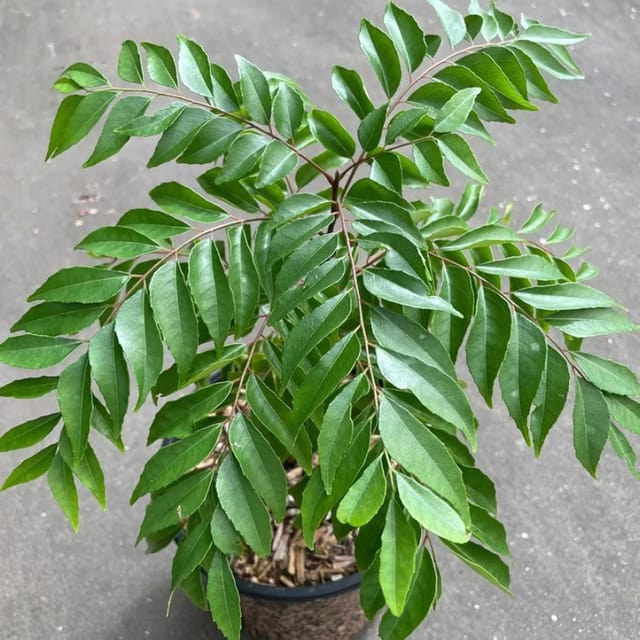 Curry Leafs Kadi Patta Murraya koenigii Meetha Neem Plants & Tree(1-2 Feet Size) - Tapobon