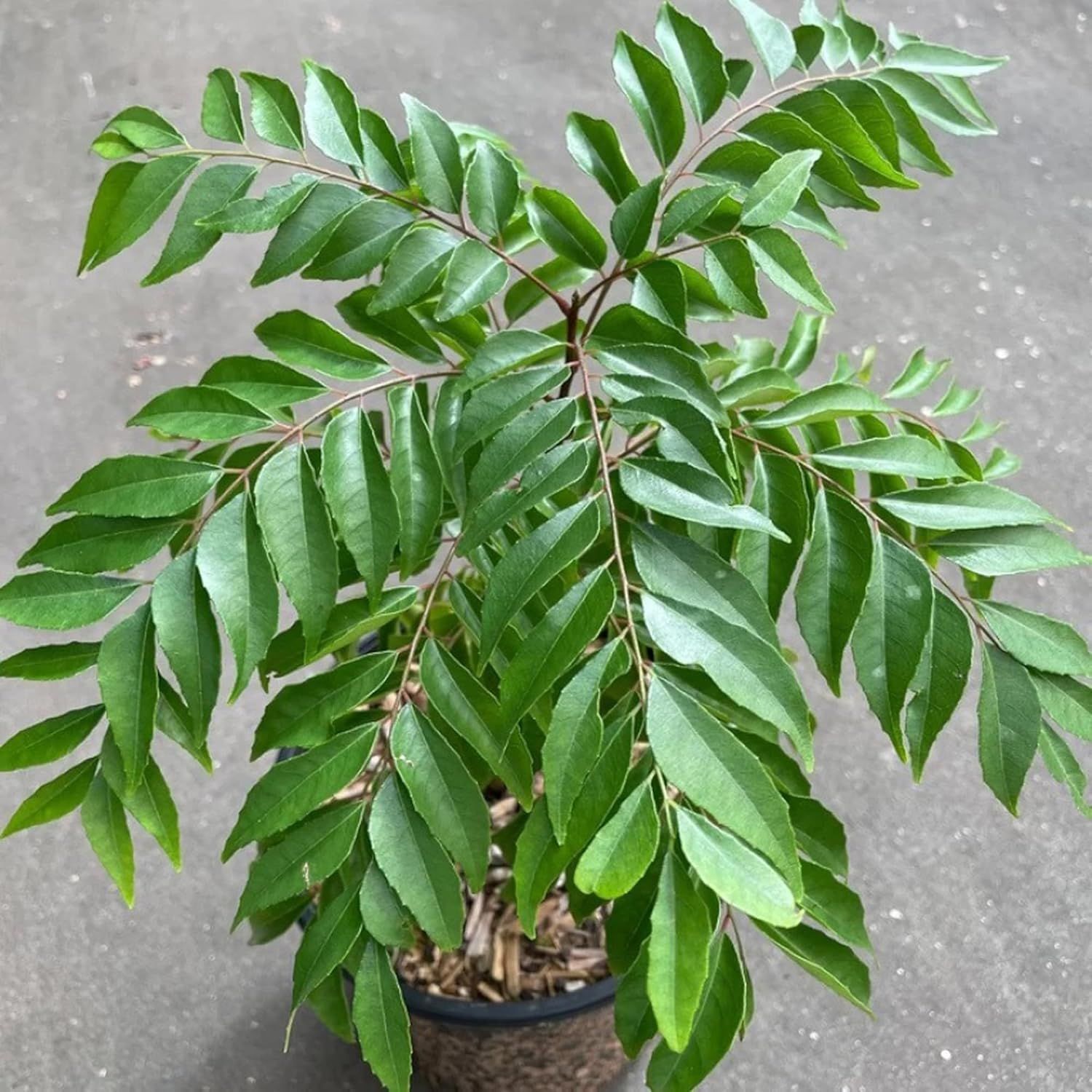 Curry Leafs Kadi Patta Murraya koenigii Meetha Neem Plants & Tree(1-2 Feet Size) - Tapobon