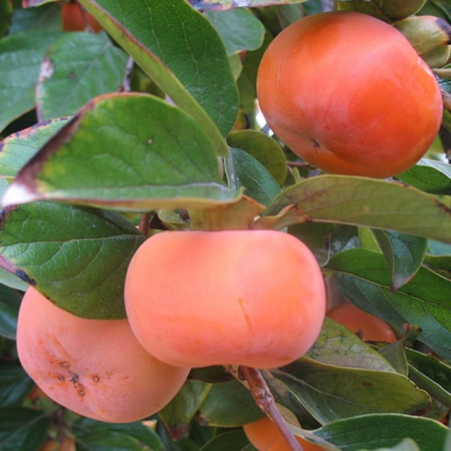 Fuyu Persimmon Variety Fruit Grafted Plants & Tree(2-3 Feet Size) - Tapobon
