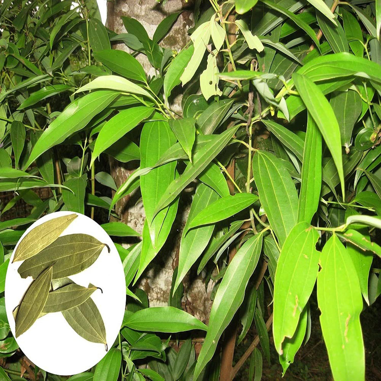 Tej Patta Indian Bay Leaf Cinnamomum Tamala Patram Spice Plants & Tree(1.5-3 Feet Size) - Tapobon