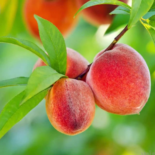 Shan E Punjab Peach Variety Fruit Grafted Plants & Tree(2-3 Feet Size) - Tapobon