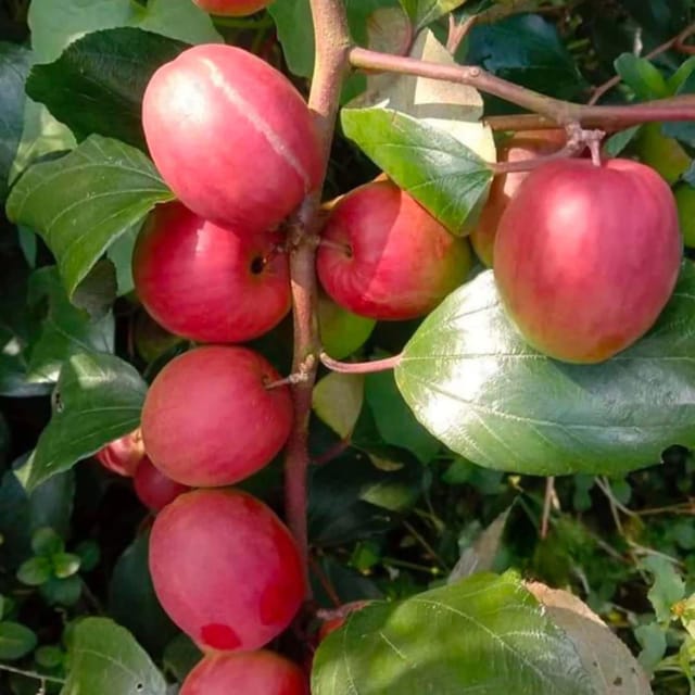 Red Sundari Apple Ber Jujube Grafted Fruit Plants & Tree(1-2 Feet Size) - Tapobon