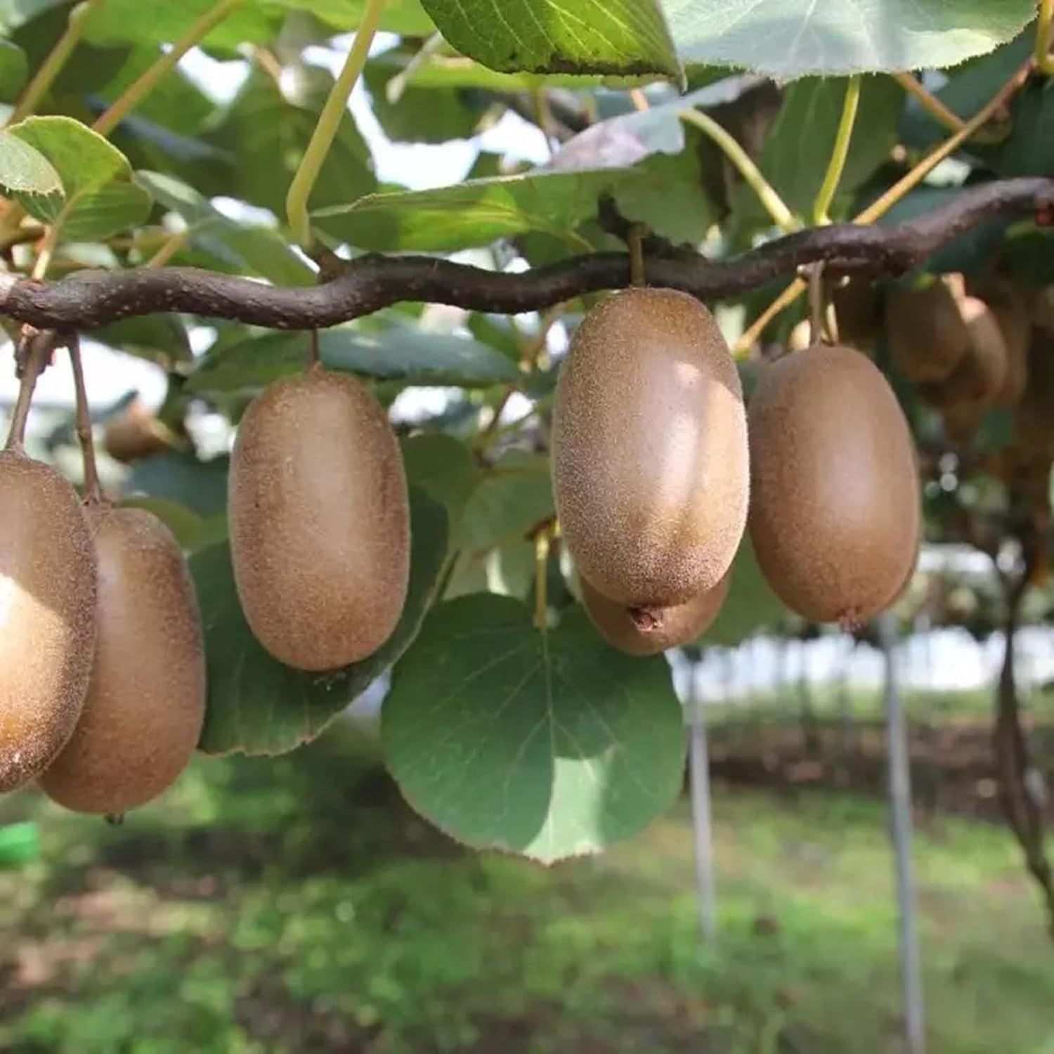 kiwi Allison Variety Fruit Grafted Plants & Tree(1.5-3 Feet Size) - Tapobon