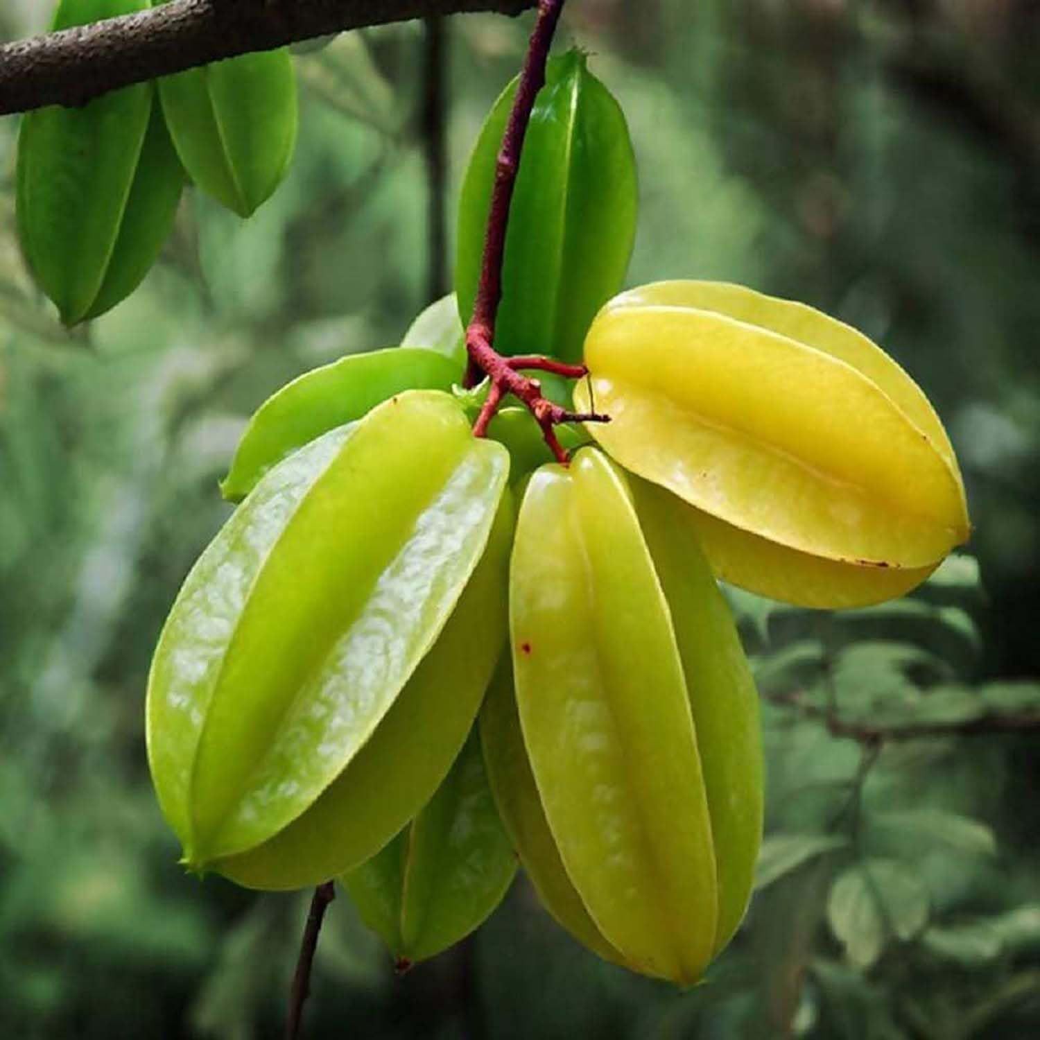 Star Fruit Sour Carambola Kamranga Amrak variety Grafted Fruit Plants & Tree(1.5-3 Feet Size) - Tapobon