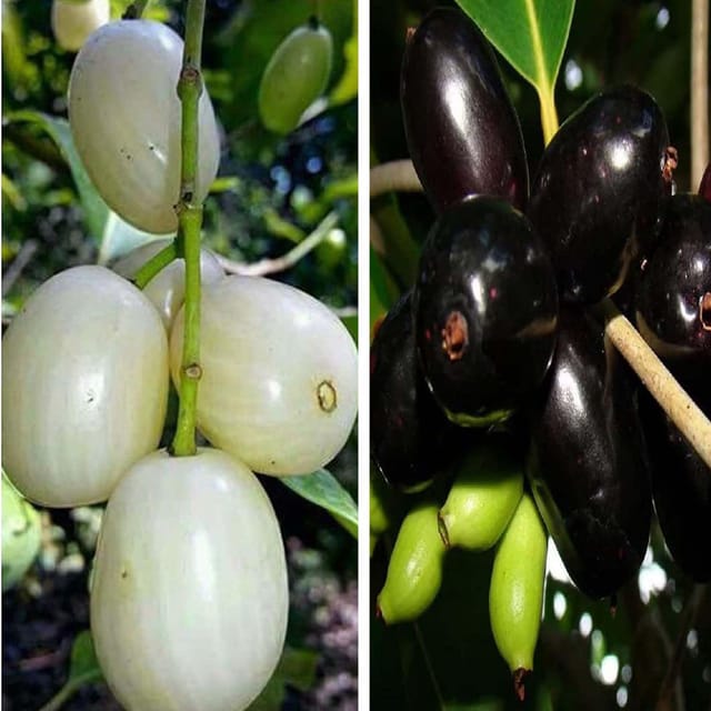 Combo White & Thai Black Jamun Jambolan Variety Grafted Jam Fruit Plants & Tree(1.5-3 Feet Size) (Pack of 2) - Tapobon