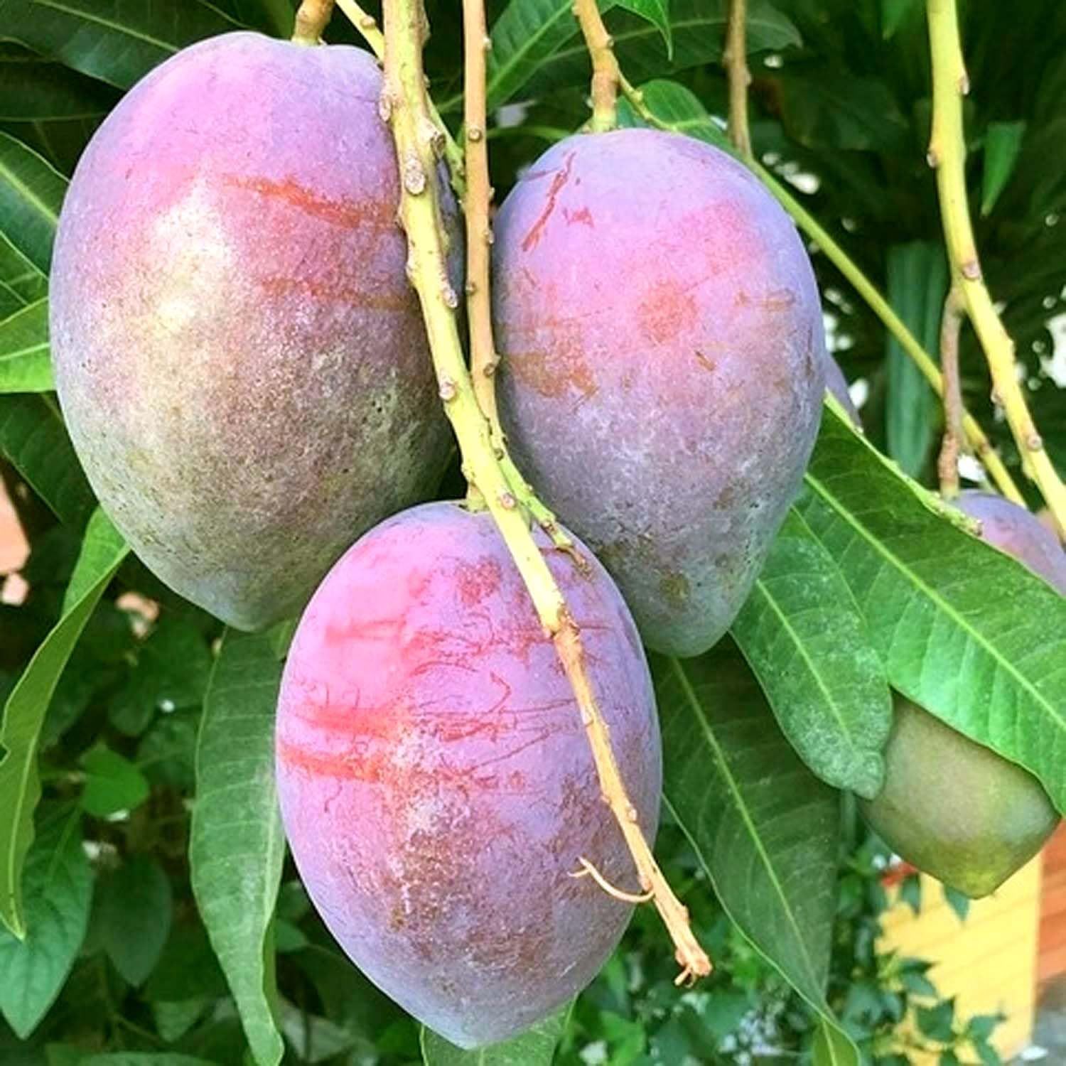 Mango Pusa Arunika Variety Grafted Aam Fruit Plants & Tree(1.5-3 Feet Size) - Tapobon