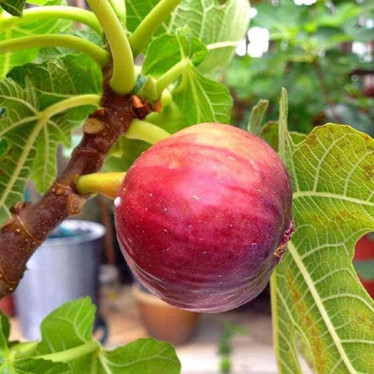 Anjeer Red Israel Khurtmani Variety Fig Fruit (Air Layering/Grafted) Plants & Tree(1-2 Feet Size) - Tapobon