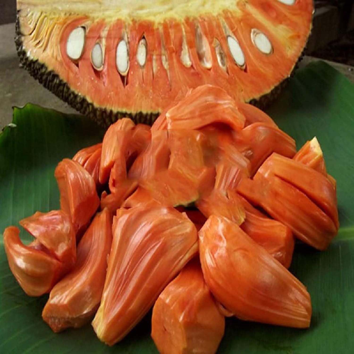 Jackfruit Red Sindoor Siddu Varikka Katahal Panasa Chakka variety Grafted Fruit Plants & Tree(1.5-3 Feet Size) - Tapobon