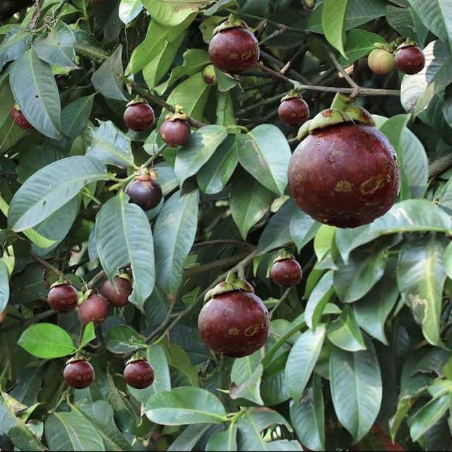 Mangosteen Variety Fruit Plants & Tree(1-3 Feet Size) - Tapobon