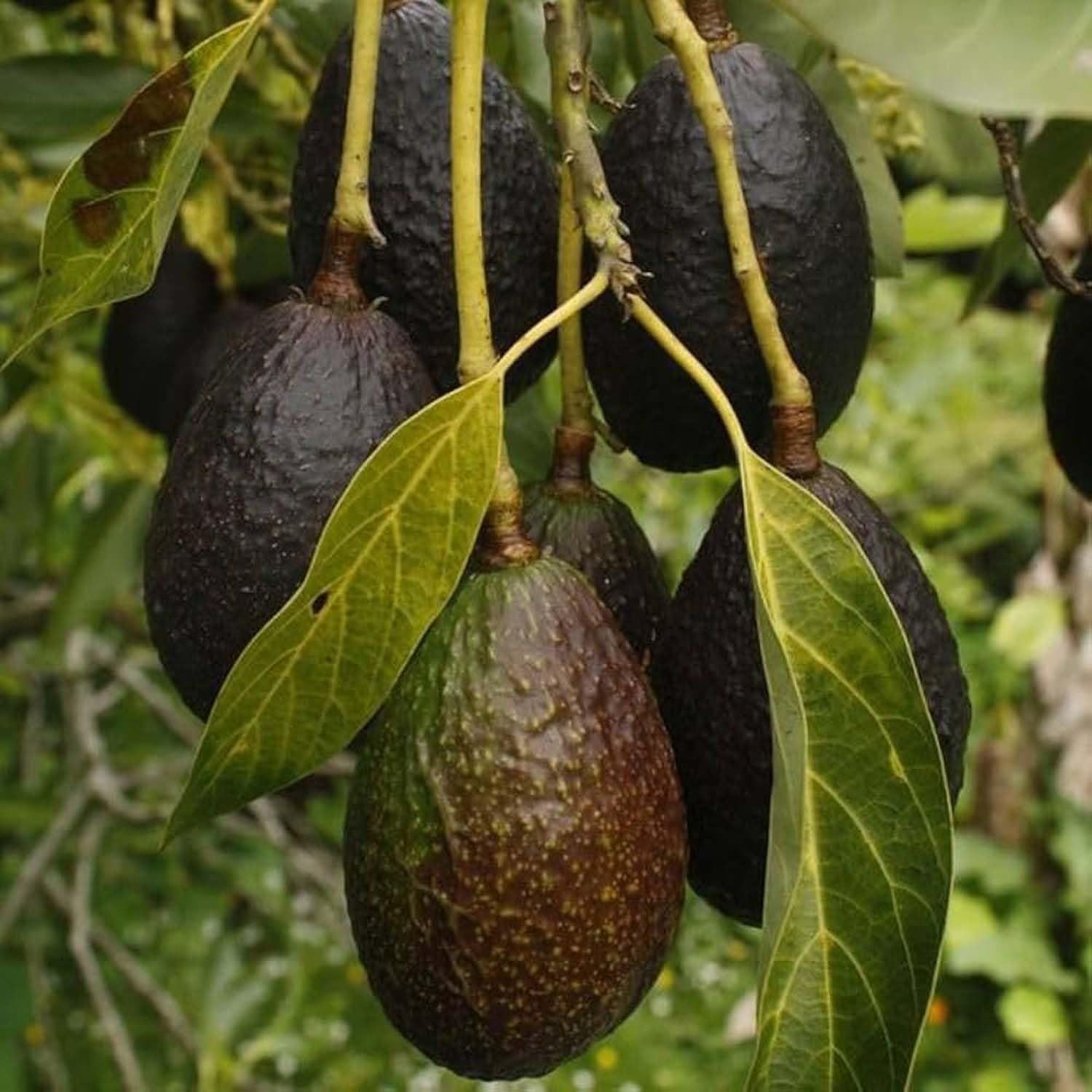 Avocado Lamb Hass Butter Fruit variety Grafted Plants & Tree(1.5-3 Feet Size) - Tapobon