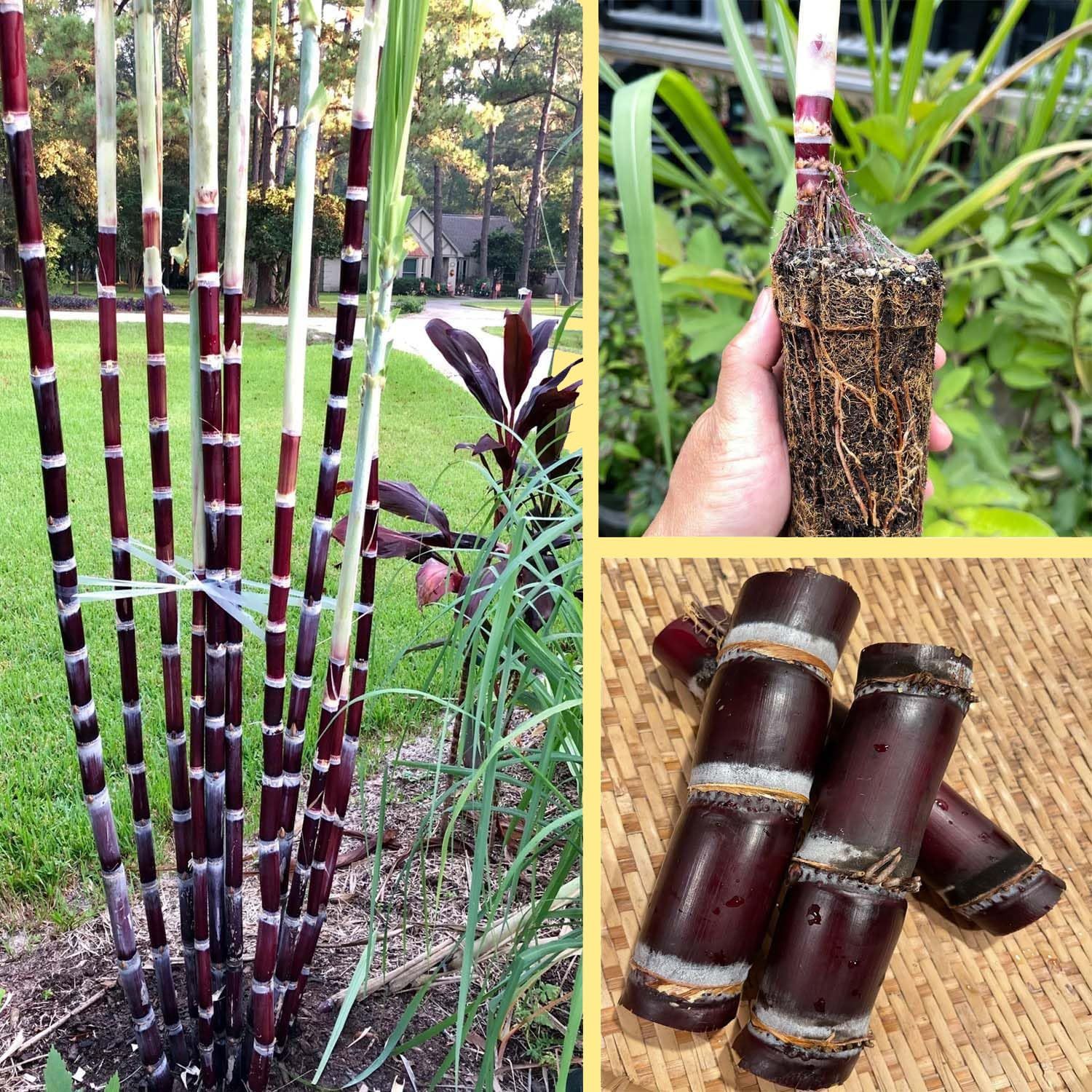 Soft Filipino Black Sugarcane Ganna Plants & Tree(1.5-3 Feet Size) - Tapobon