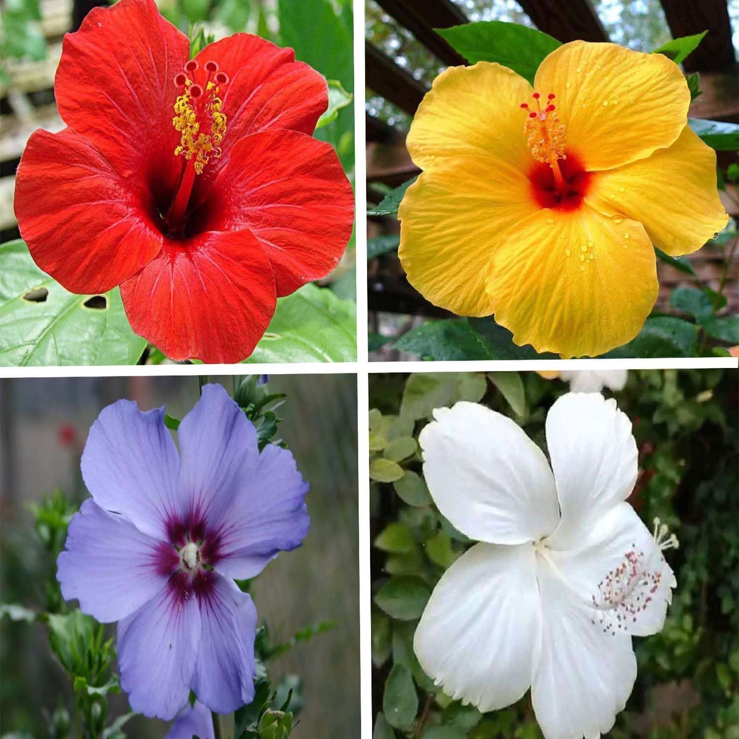Combo Red, Yellow, Purple & White Colour Hibiscus Joba Gudhal Flower Plants & Tree(1-2 Feet Size) (Pack of 4 Colour) - Tapobon