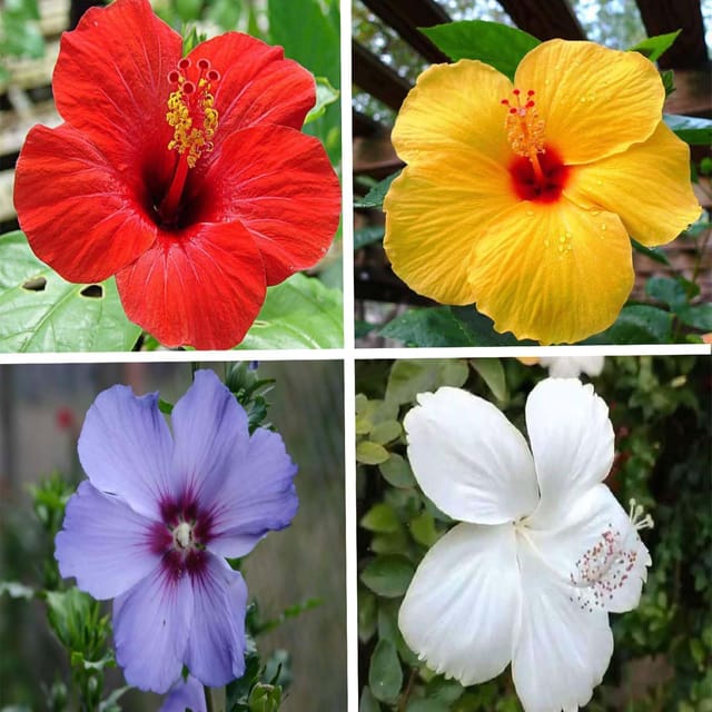 Combo Red, Yellow, Purple & White Colour Hibiscus Joba Gudhal Flower Plants & Tree(1-2 Feet Size) (Pack of 4 Colour) - Tapobon Combo Red, Yellow, Purple & White Colour Hibiscus Joba Gudhal Flower Plants & Tree(1-2 Feet Size) (Pack of 4 Colour) - Tapobon
