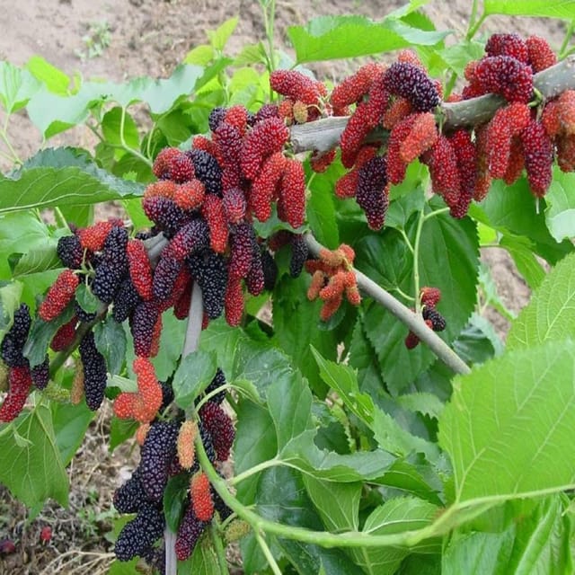 Mulberry Shahtoot All Time Variety Fruit (Air Layering/Grafted) Plants & Tree(1.5-3 Feet Size) - Tapobon