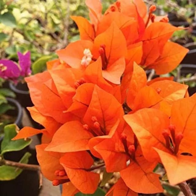 Orange Colour Bougainvillea Kagoj Ful Shrubs Flower Plants & Tree(1-2 Feet Size) - Tapobon