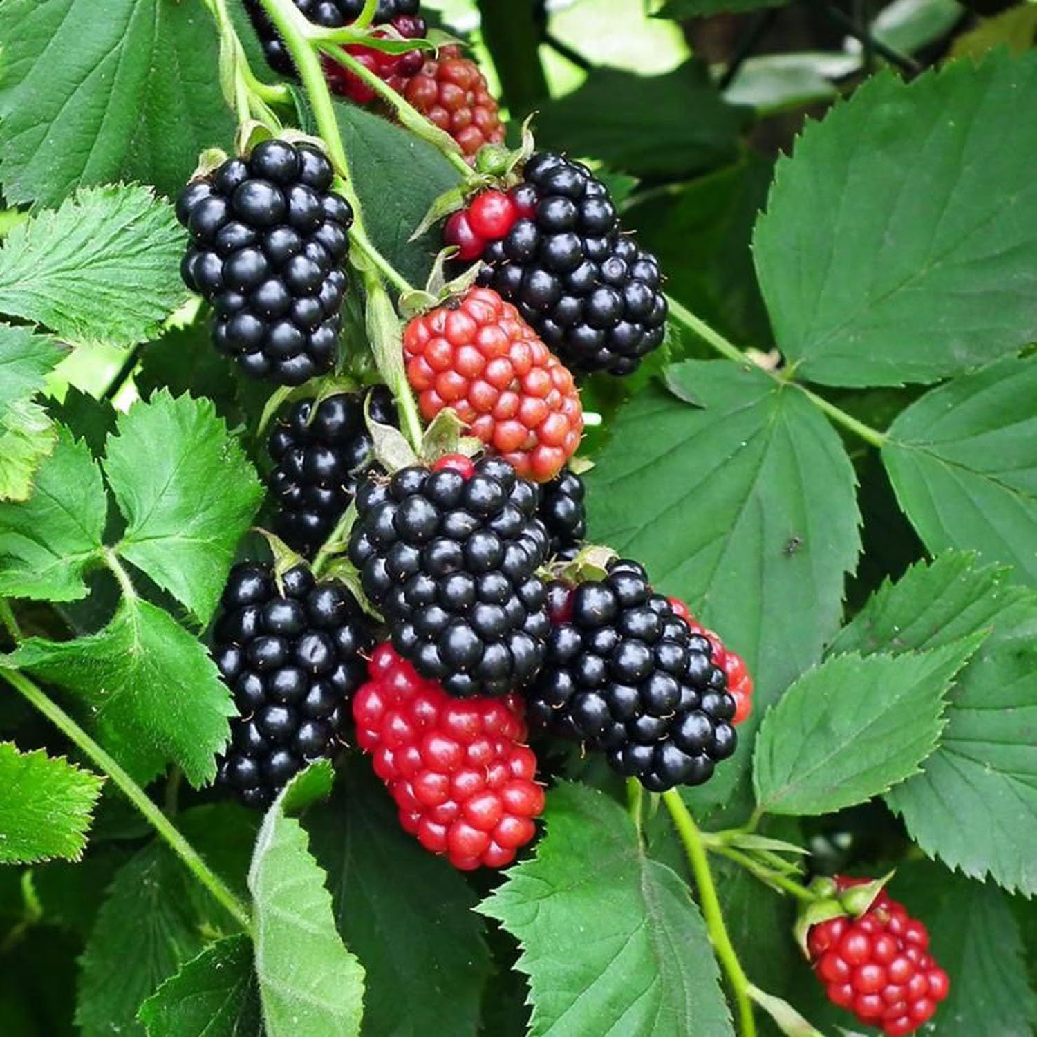 Blackberry Fruit variety Climbing Plants & Tree - Tapobon